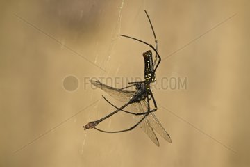 Orb-web spider eating a dragonfly - Royal Bardia NP Nepal