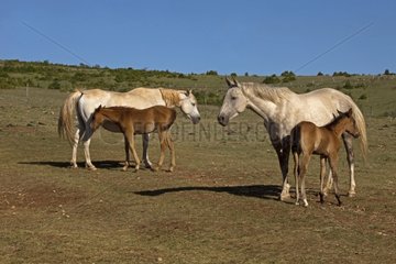 Mares and foals on the Causse Mejean Cevennes France