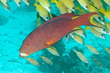 Coronation grouper and Yellowstriped Snappers - Maldives