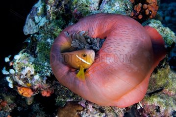 Maldives anemonefish inside sea anemone - Ari Atoll Maldives