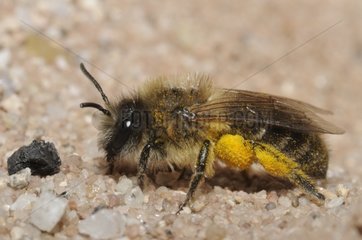 Mining Bee to his gallery - Northern Vosges France