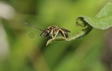 Mining bee on the lookout on a leaf - Northern Vosges France