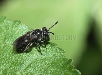 Mining bee on leaf - Northern Vosges France