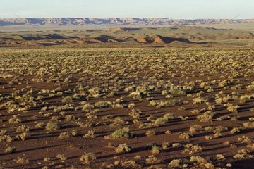 Desert lanscape in spring Arizona USA