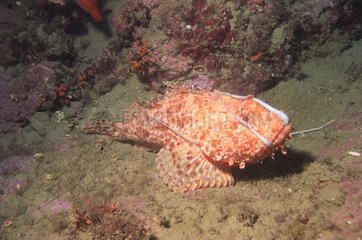 Red Rascasse swallowing a common octopus
