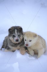 Chiots huskys blottis dans la neige Canada