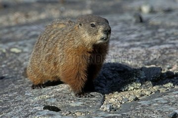 Marmot on a pink granite rock in spring Canada