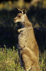 Kangourou gris de l'est assis et se grattant Australie