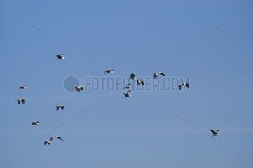 Flight of Grey Herons France