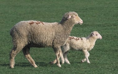 Brebis Mérinos et son agneau marchant dans l'herbe