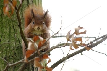 Roux Eichhörnchen in einem Baum in Ile-de-France