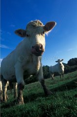 Charolais Kühe auf einer Wiese Frankreich