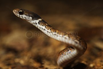 Tropical Snake Bukit Barisan Selatan Sumatra