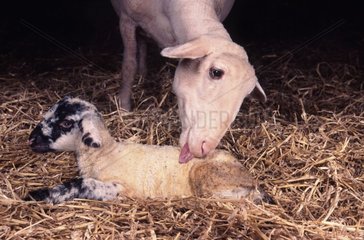 Schaf Merino leckt sein Lamm  um ihn zu trocknen