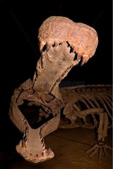 Enormous fossil cranium of Sarcosuchus Niger