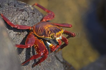 Sally Lightfoot Crab auf einem Rock Galapagos