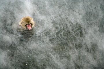 Young Japanese Macaque swimming in a warm spring Japan
