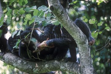 Group of Chimpanzees eating a Western Red Colobus caught