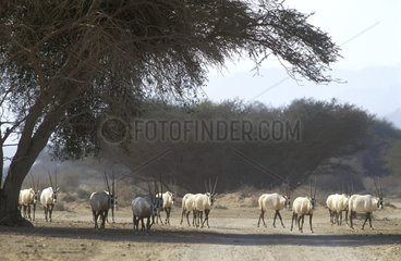 Group of Arabian oryx in the Negev desert Israel