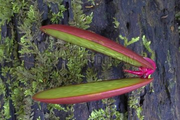 Plantule de Dimorphandra en forêt tropicale Guyane française