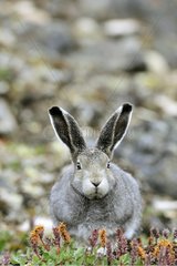 Arctic Hare lying in tundra Somerset Island Nunavut Canada