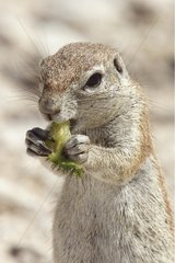 South African Ground Squirrel eating a fruit Etosha Namibie