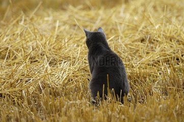 Katze wartet auf eine Vole in einem geernteten Feld Frankreich