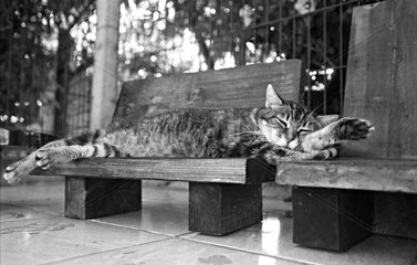 Cat sleeping on a bench Refuge of Beauregard France