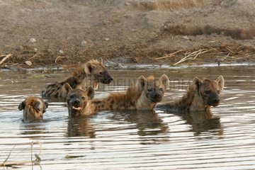 Sepkled Hyänen am Rande des Water National Park von Etosha