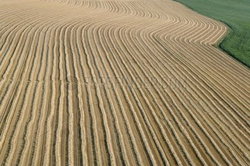Wind-row of straw in a cereal field after the harvest