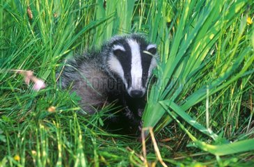 Eurasian Badger looking for roots in grass France