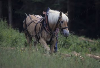 Pferdestreihe im Wald Frankreich