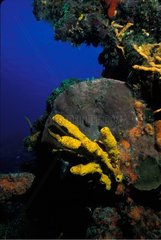 Sponges and Corals Cozumel Palencar Yucatan Mexico