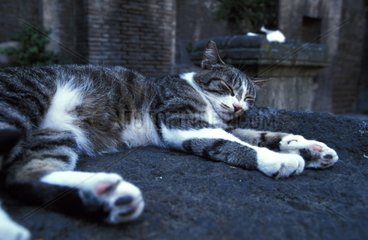 Chat de gouttière dormant Rome Italie