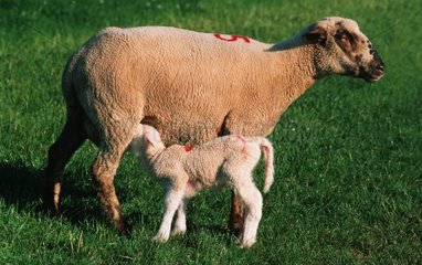 Merino Lambs tetante Schafe im Park im Frühling