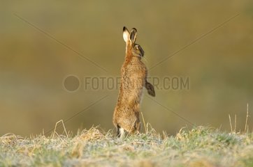 European Hare on the upright position after observing