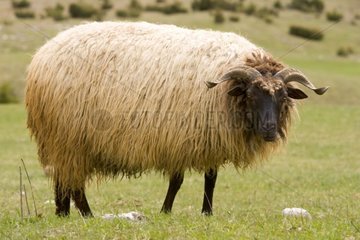 Mouton dans le Parc National de Durmitor