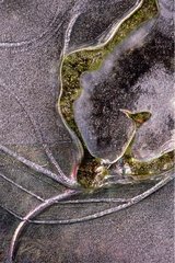 Shapes of ice sheets to look like a bird on a pond France