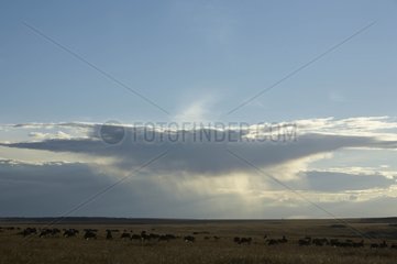 Scattered rain on the Masai Mara reserve Kenya