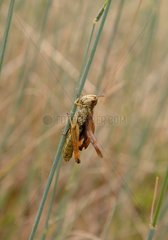 Italian locust on a stem Natural Park of Queyras France