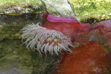 Piscivore Sea Anemone
