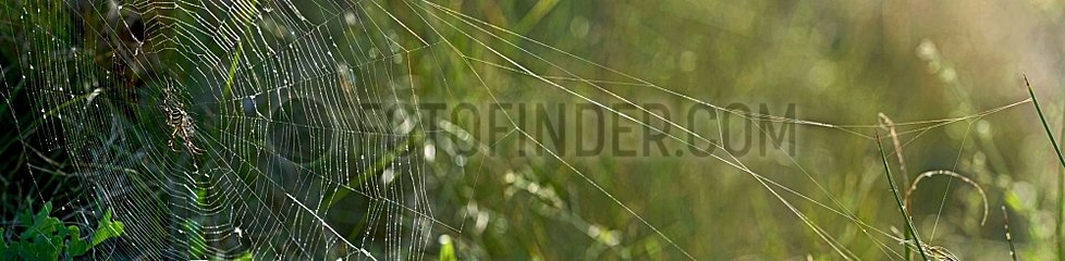 Wasp spider on her web in Catalonia - Spain