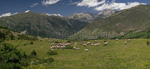 Cows and horses in subalpins meadows in Catalonia - Spain