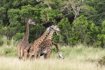 Males Masai giraffes fighting - Masai Mara Kenya