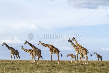 Masai giraffes and young in savanna - Masai Mara Kenya