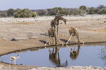 Southern Giraffes drinking at the water - Etosha Namibia