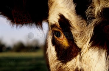 Portrait de vache Normande dans le Calvados