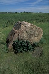 Isolated rock polished by bisons Saskatchewan Canada