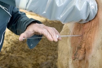 Artificial insemination of a Cow charolaise France
