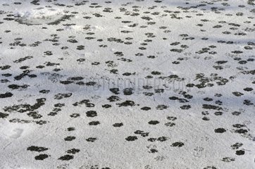 Trace the passage of Foxes on the snow-covered ice